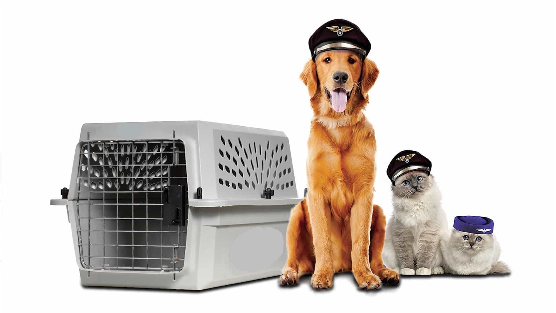 Pet Relocation Gurgaon